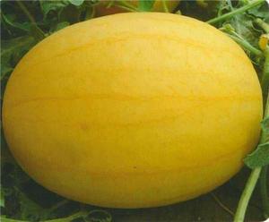 WA07